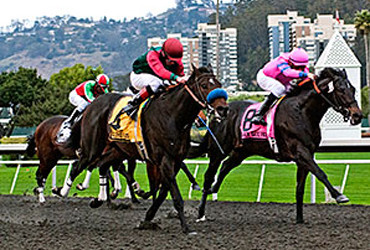 Tamarando Pointed Toward Spiral Stakes