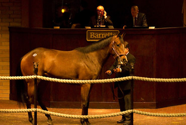 Cal-bred Sells for $260,000