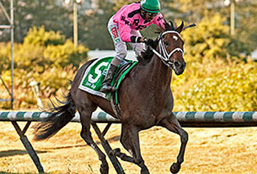 Alert Bay Risks Stakes Streak