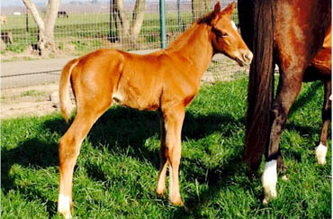 Smiling Tiger’s First Foal Arrives