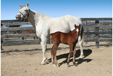 He Be Fire N Ice’s First Foals Arrive