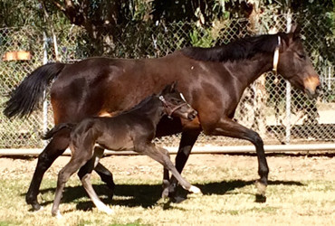 Indian Gods has First Foal