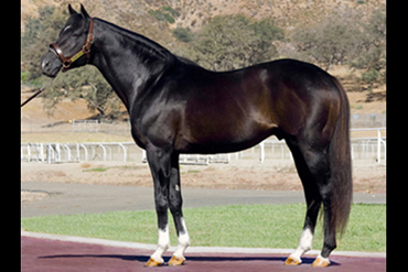 Stallion Stormin Fever Pensioned
