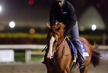 ‘Chrome Jogs at Gulfstream Park