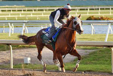 ‘Chrome Works at Gulfstream Park