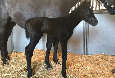 Curlin to Mischief’s First Foal a Filly