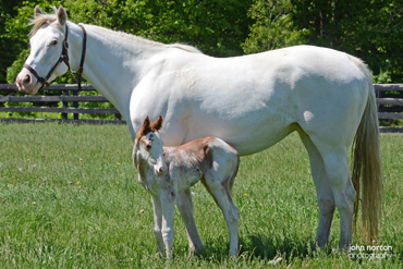 Rare Colored Lucky Pulpit Foal Delivered