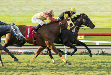 Tribalist Risks Streak in Eddie D