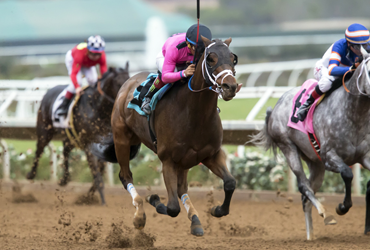 Solid Field for Harris Farms Stakes