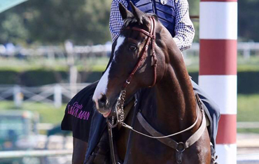 Lava Man Recovering From Colic Surgery