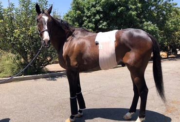 Lava Man Recovering from Colic Surgery