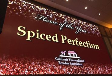 Spiced Perfection is CTBA Horse of the Year