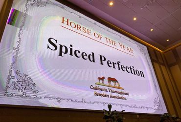 Spiced Perfection Again Horse of the Year