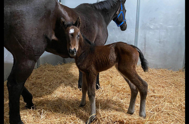 I’ll Have Another’s First N.A. Foals Arrive