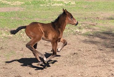 First California Foal for Passion for Gold
