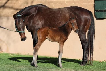First Foal for Conquest Farenheit