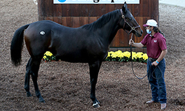 Stay Thirsty Colt Tops F-T Fall Yearling Sale