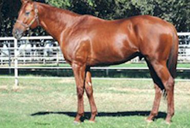 Cal Cup Showcase for Sire Clubhouse Ride