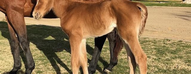 Stallion Om’s First Reported Foal a Filly