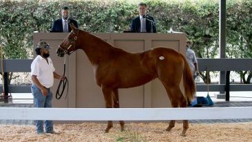 Spirited Bidding for Cal-bred Yearlings