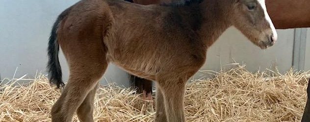Harris Farms Welcomes Cistron’s First Foal