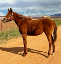 Cal-sired Filly Offered in Fundraiser