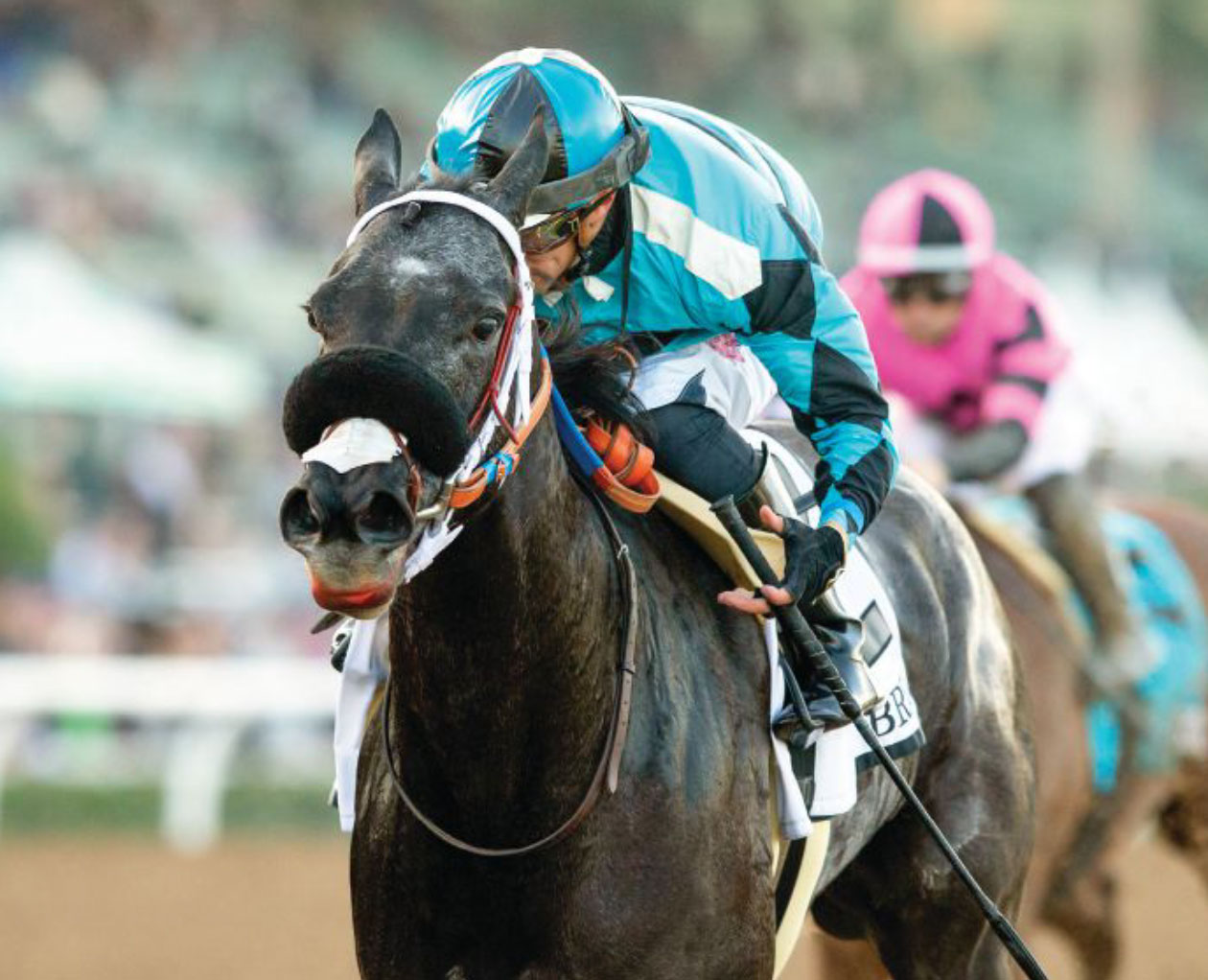 Dark brown horse racing with a jockey in blue silk