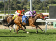 Stay and Scam Wins Irish O’Brien Stakes