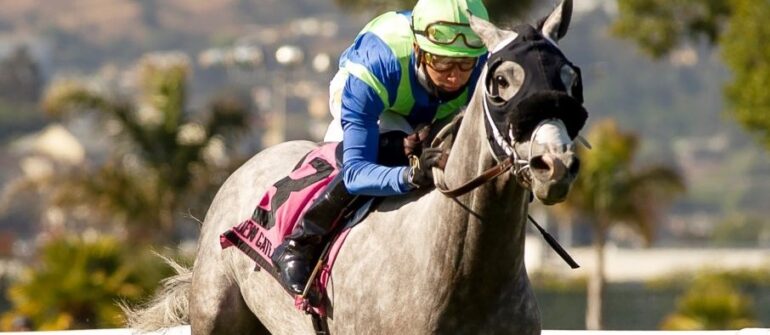 Cal-bred None Above the Law in Californian