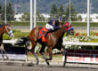 Vivacious Tribute Wins King County Express