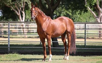 Leading Stallion Smiling Tiger Passes at 17