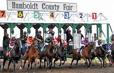 Five Cal-breds in Humboldt County Marathon