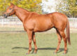 Stallion Corporal to Stand at Dehesa Farms