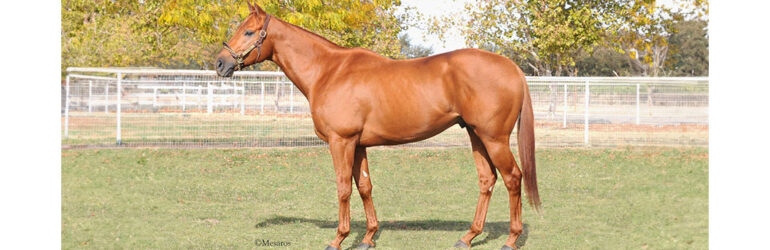 Stallion Corporal to Stand at Dehesa Farms