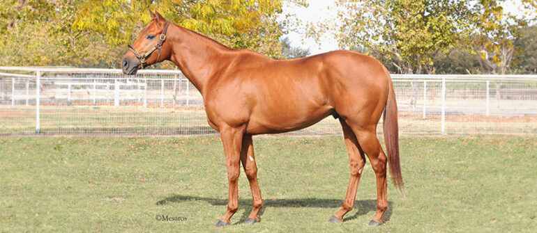 Stallion Corporal to Stand at Dehesa Farms