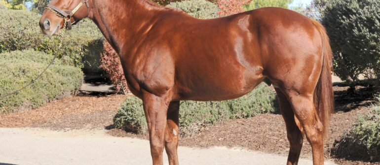 The Street Fighter Stands at Rancho San Miguel