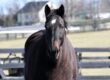 Cal-bred Romance Is Diane Passes at 21