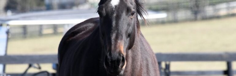Cal-bred Romance Is Diane Passes at 21