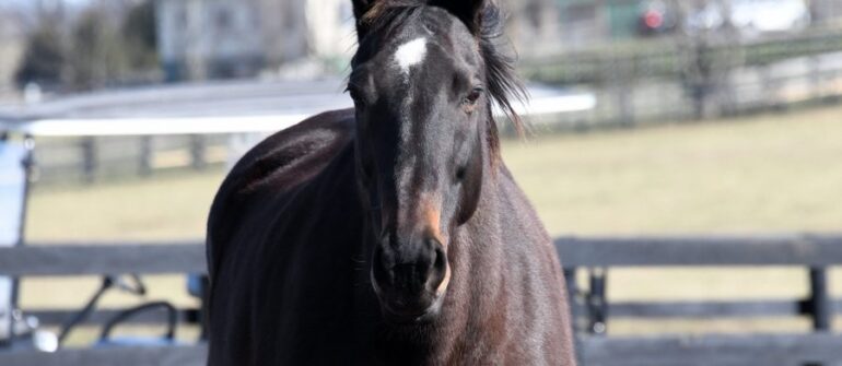 Cal-bred Romance Is Diane Passes at 21