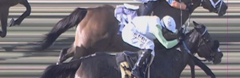 Pushiness a Nose Winner in Daisycutter