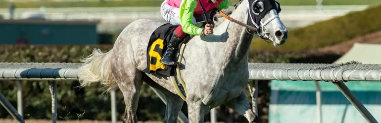 CTBA Topper Shocking Grey at Emerald Downs