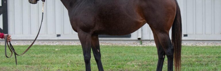 Uncontrollable Sells for $250,000