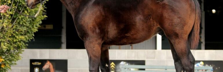 Cal-bred Weanling Sells for $175,000