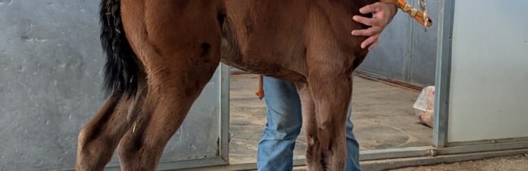 Brickyard Ride Has First Foal