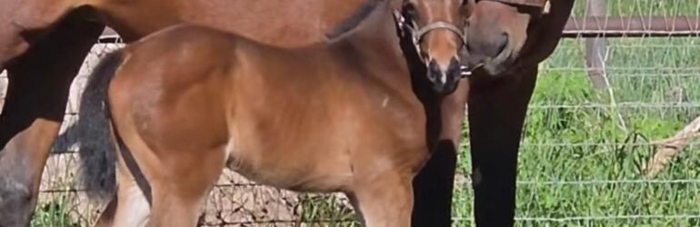 Smooth Like Strait’s First Cal-sired Foal