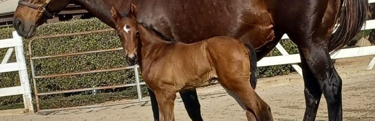 Storm the Court Foals Arrive at Eclipse
